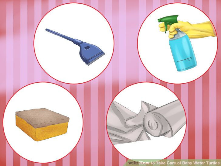 Take Care of Baby Water Turtles Step 26.jpg