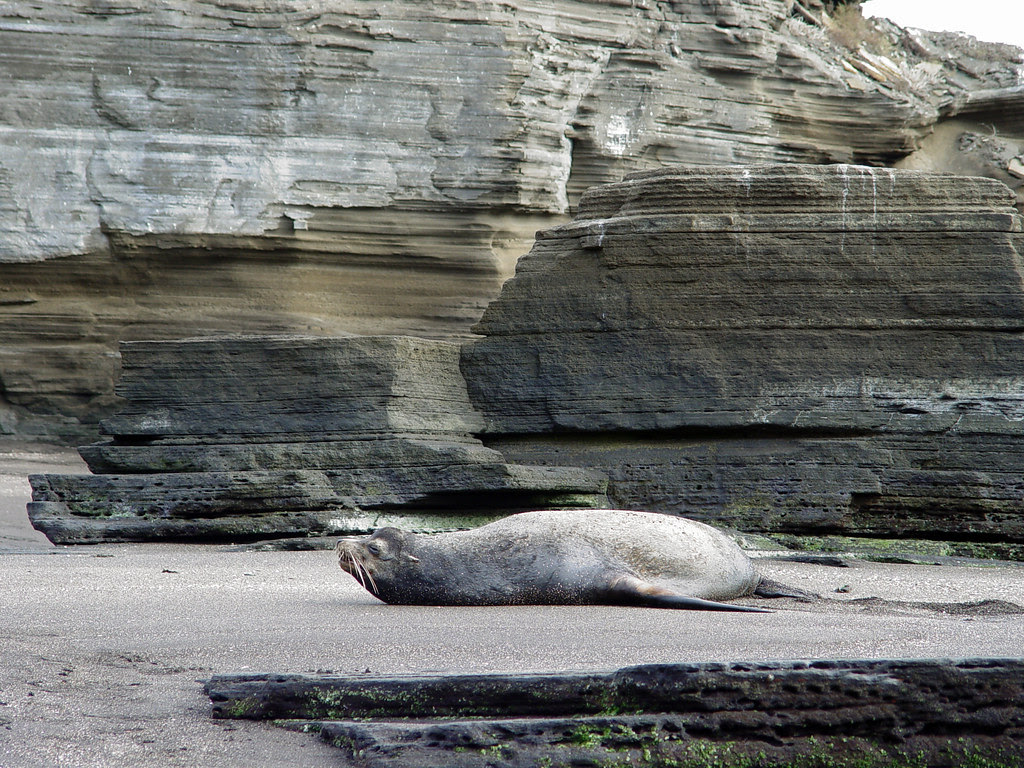 DSC00839 Galápagos sea lion