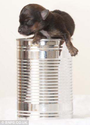 Owner Emma Williams, 29, carefully holds what she believes is Britain's smallest dog. Over the last week she has devotedly feed Mini every two hours 