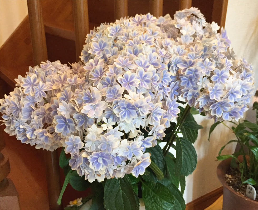 アジサイ 紫陽花の花の色と土の関係