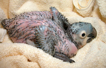 Aves International Nursery Photos 04 Page 3