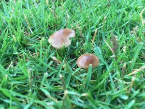小雨のなかのダコニール1000散布 裏庭の芝生 Backyard Lawn