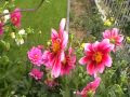 Geburtstagswünsche Blumen, Astrid...