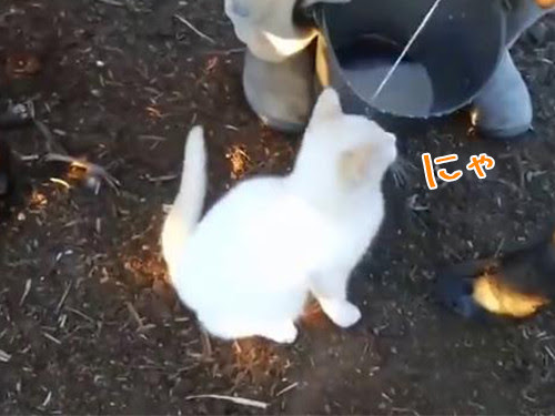食いしん坊な猫 しぼりたての牛乳を直接お口でキャッチ 動画 らばq 記事コメント 1
