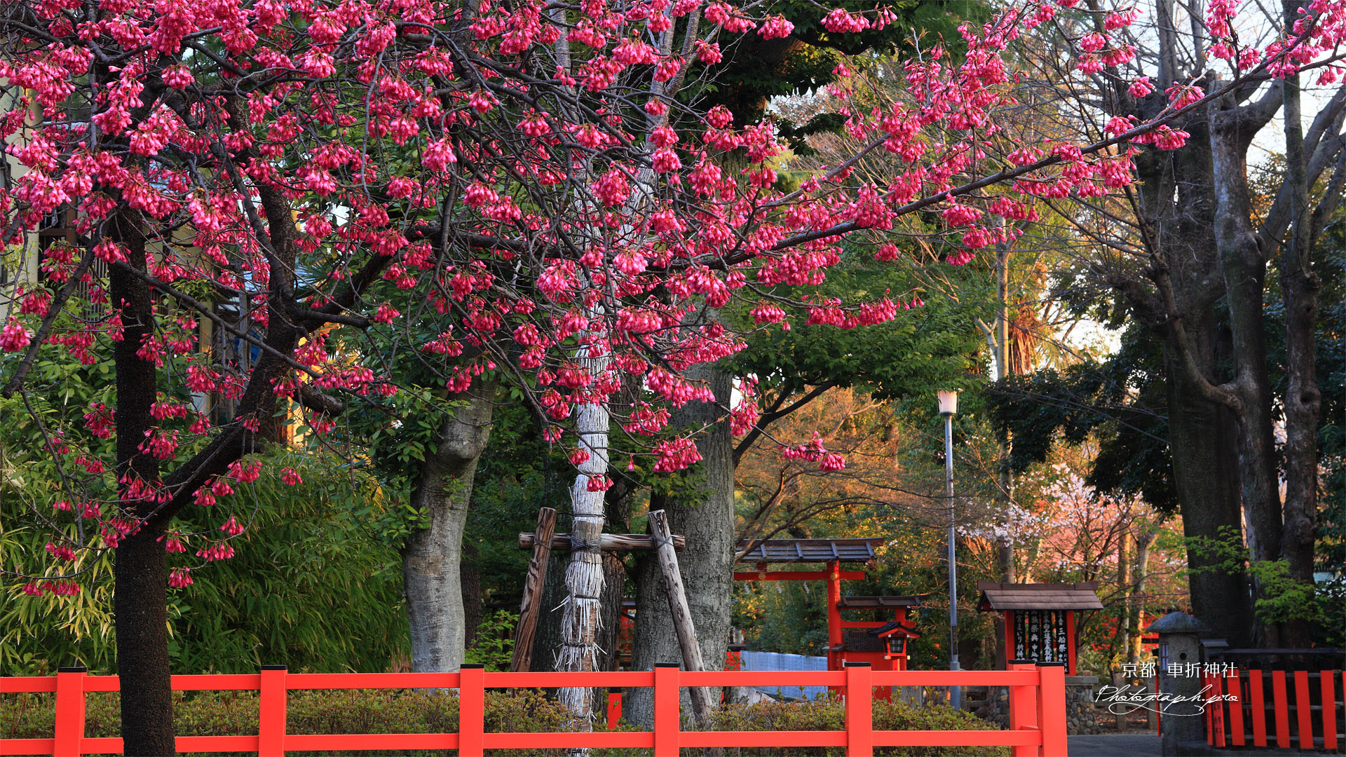 車折神社 寒緋桜 の壁紙 1920x1080