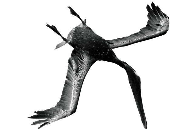 The Unbearable Lightness of Being a pelican in los roques The Unbearable Lightness of Being a pelican in los roques