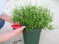 ユーフォルビア ダイアモンドフロスト