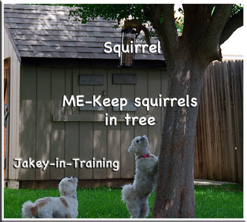 Tree-ed-Squirrel