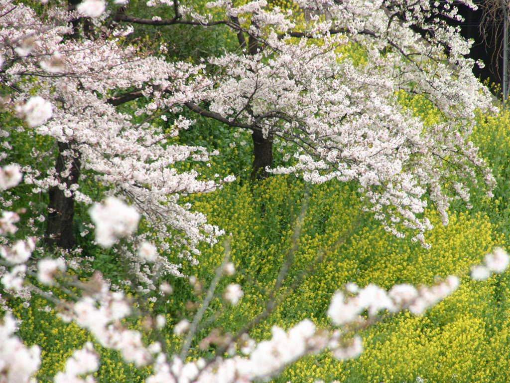 菜の花と桜 写真素材無料壁紙
