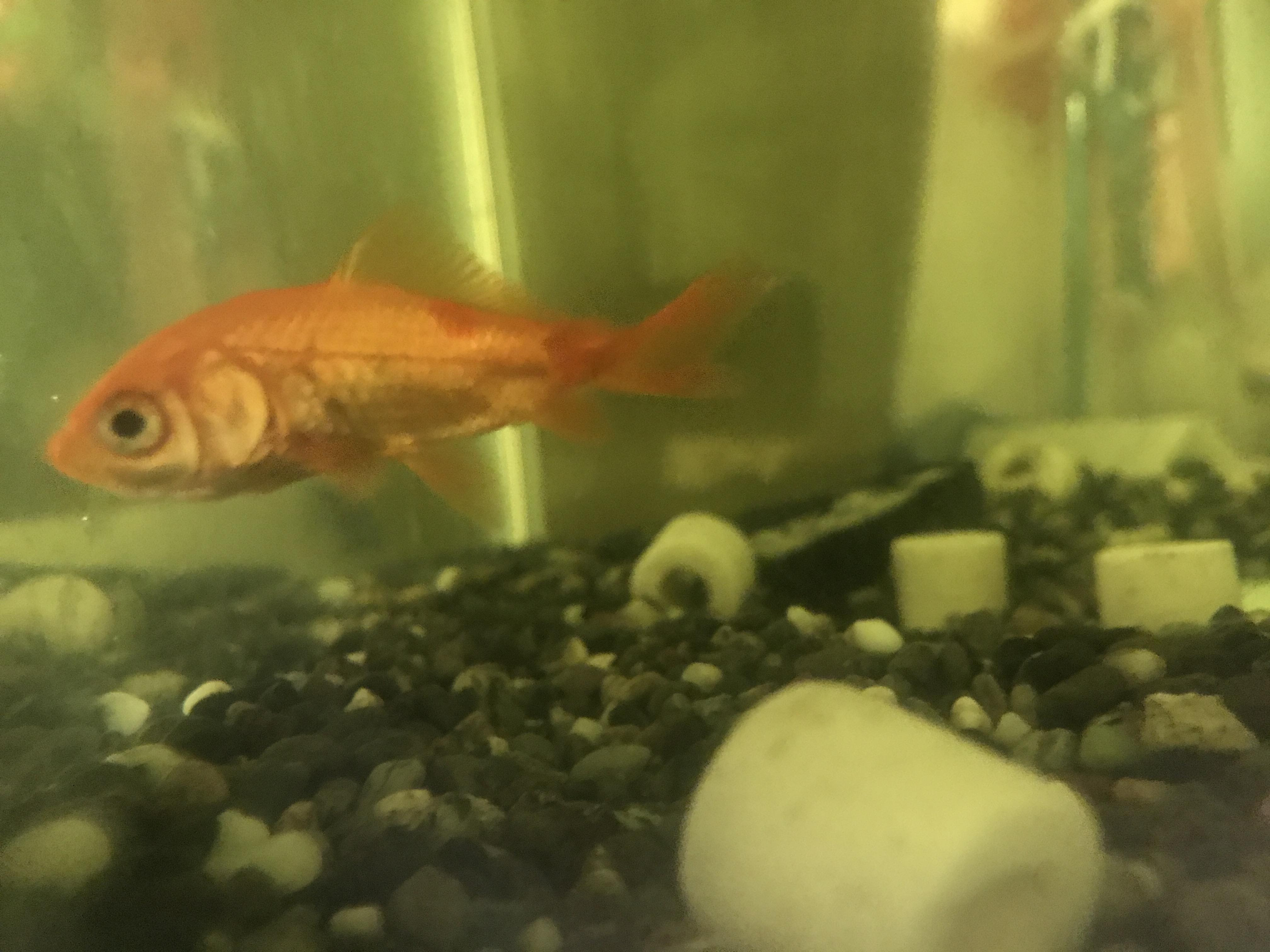 975 金魚56 1003
