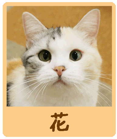 Cat Cafe にゃんこと