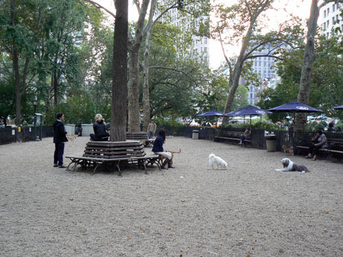 parc à chiens 1.jpg