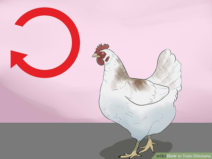 Train Chickens Step 3.jpg