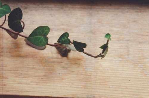 Windowsill