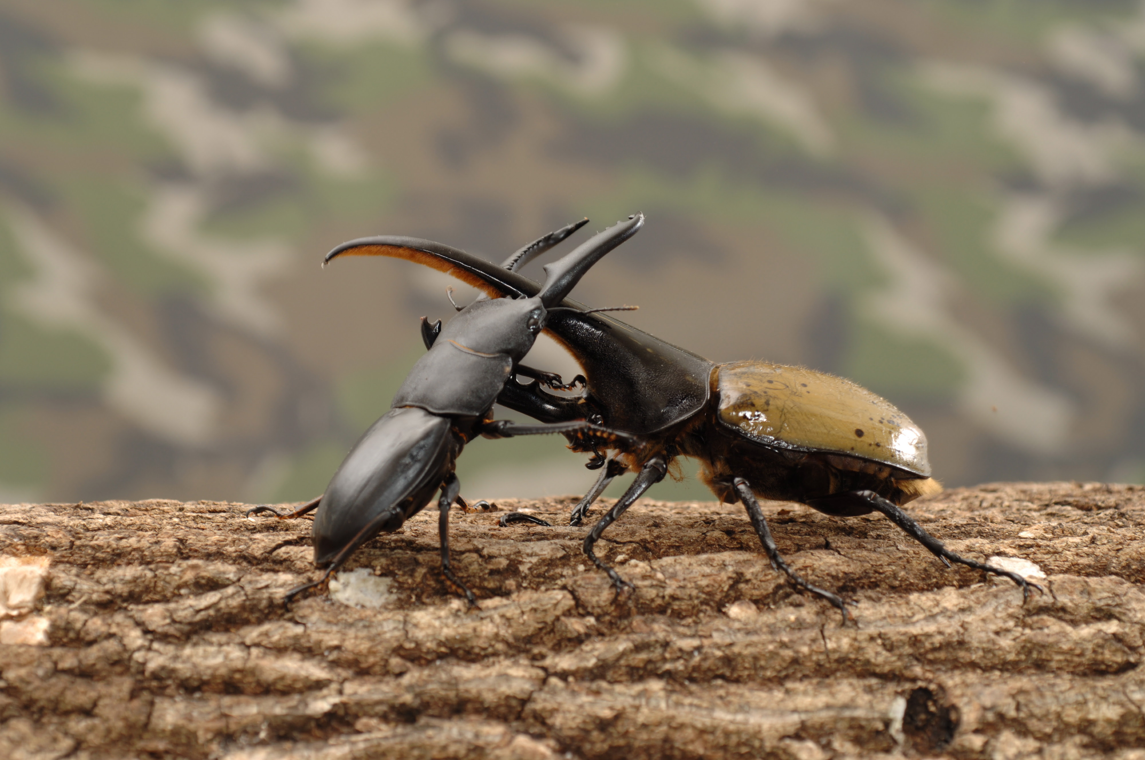 ムシファイター クワガタ カブトムシ バトル イークワドットコム