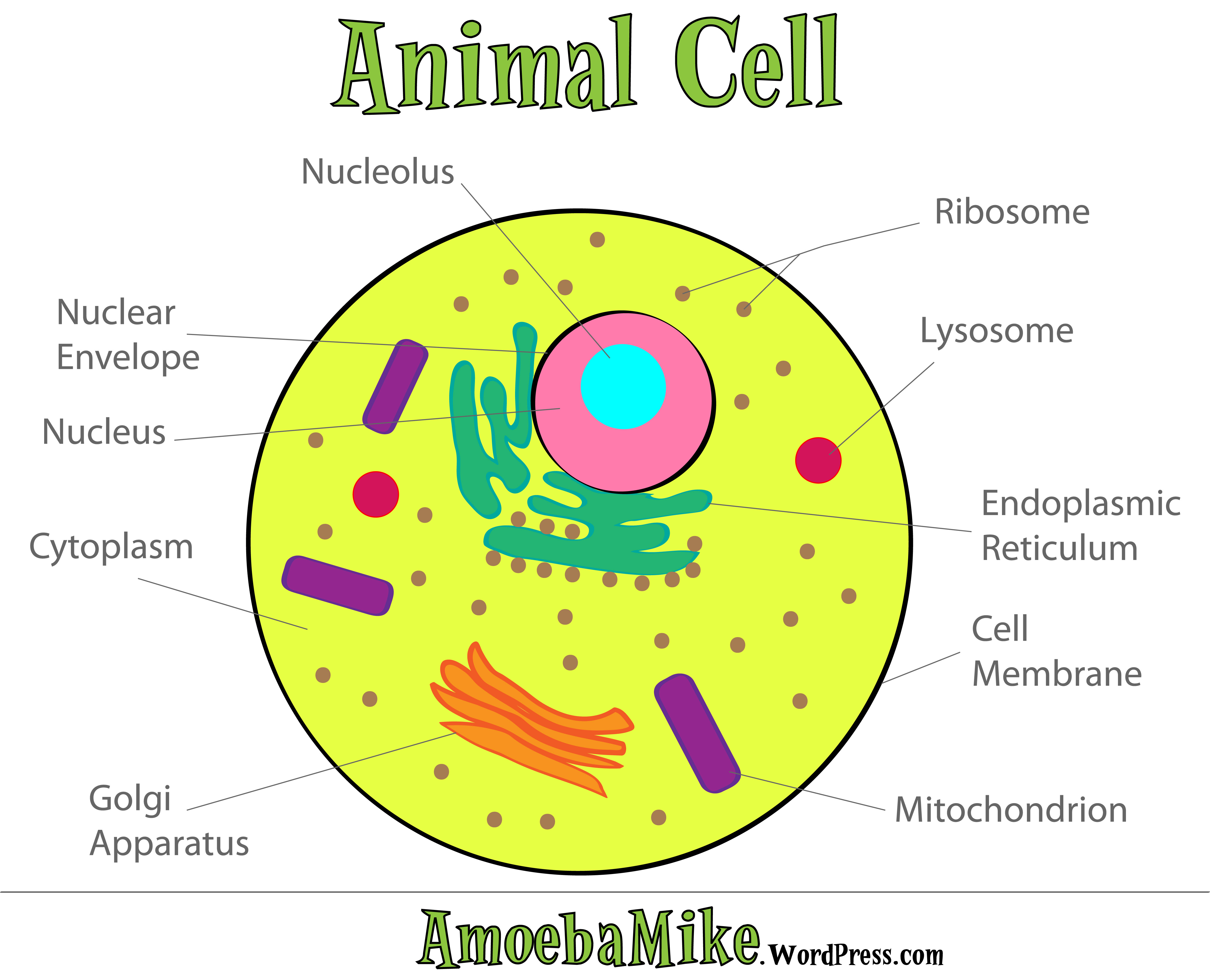 Plant And Animal Cells For Kids : Biological Science ...