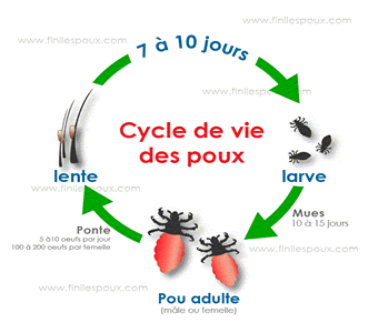 Pourquoi Le Pou Se Developpe Encore Aujourd Hui Fini Les Poux