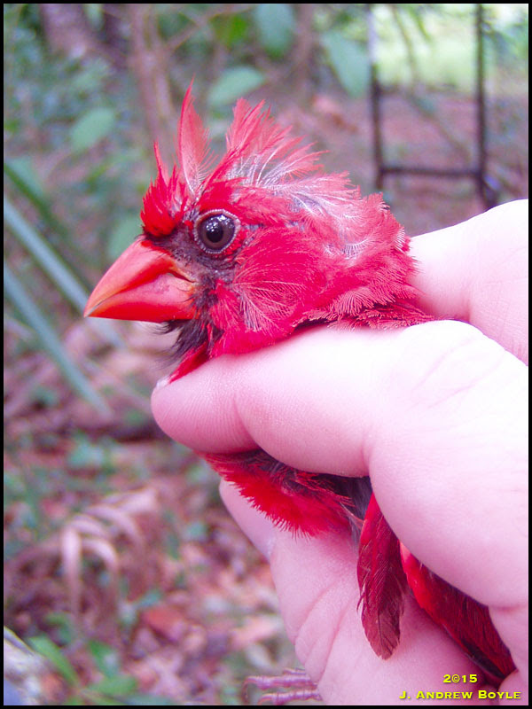 Northern Cardinal