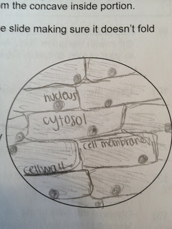 Using the Compound Microscope in Class - Microscopy