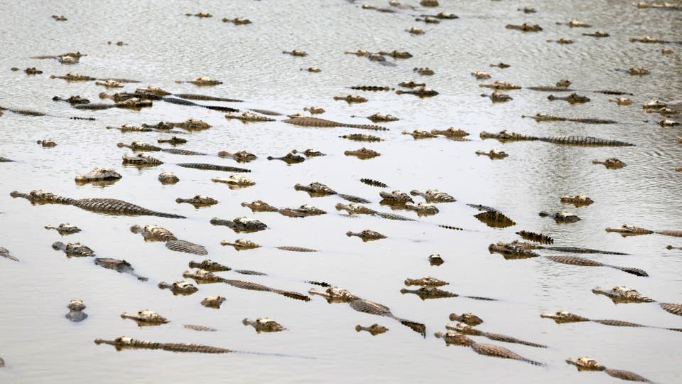 Laguna llena de caimanes que buscan agua a raíz de la sequía en la cuenca del Río Pilcomayo. Foto: Reuters / Jorge Adorno