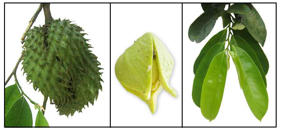 Guayabano Annona Muricata Soursop Custard Apple Ci Guo Fan Li Zhi Philippine Alternative Medicine Herbal Medicine Stuartxchange