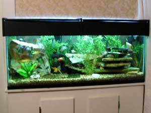 Tropical Fish Tanks - Page 2