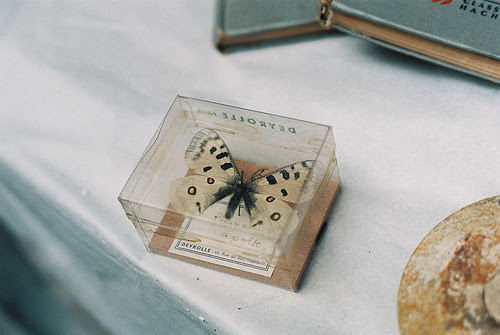 Butterfly