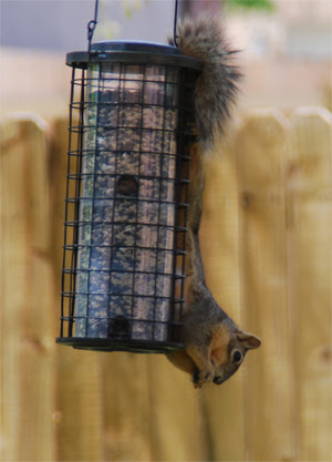 Think-Ill-steal-birdie-food