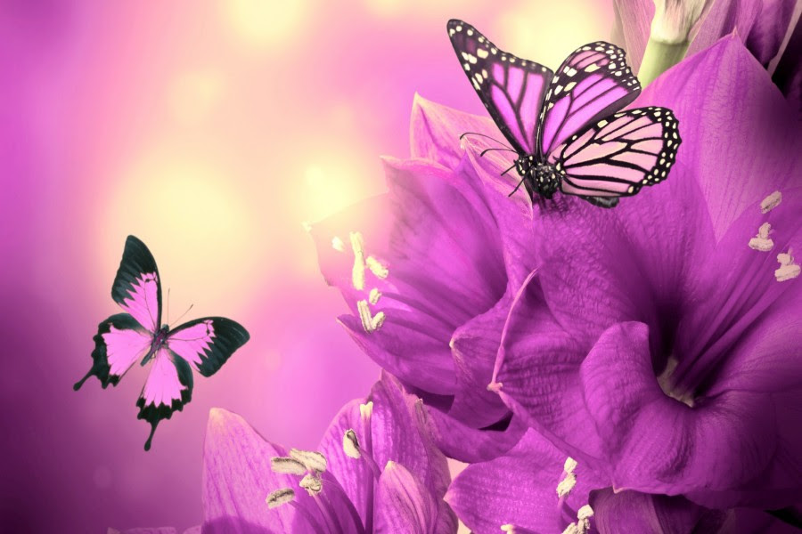 Resultado de imagen para sintiendo mariposas