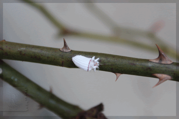 薔薇の森 カイガラムシ2種 バラシロ貝殻虫とワタフキ貝殻虫