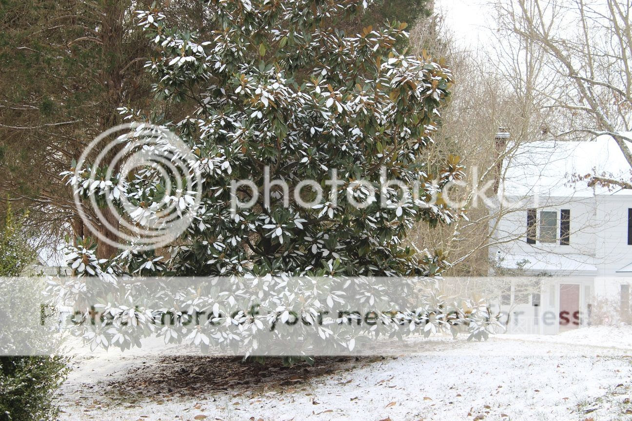  photo snow19_zps9f3b8a43.jpg