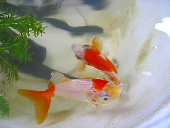 金魚が底に沈んで動かなくなったら パピネンの小鳥エコ倶楽部