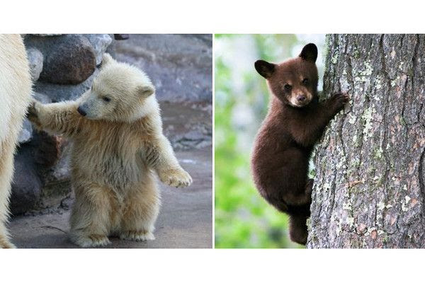 Les Bebes Animaux Les Plus Mignons L Ourson