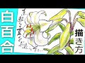 画像をダウンロード 絵手紙 百合 の 花 イラスト 描き 方 183838