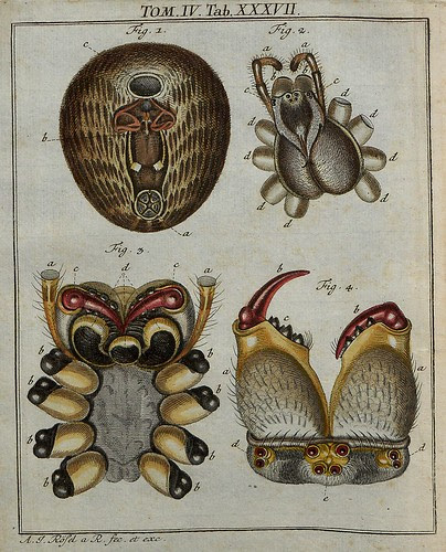 Spiders dissected V.4