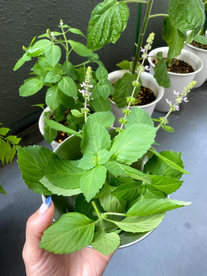 ホーリーバジルの初収穫 Stylez ナホのブログ