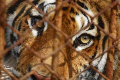 tiger behind wire cage