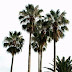 Cotton Palm Washingtonia Robusta : Robusta should be chosen over w.