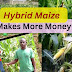 Start a successful maize farming from start with hybrid seed in Ghana