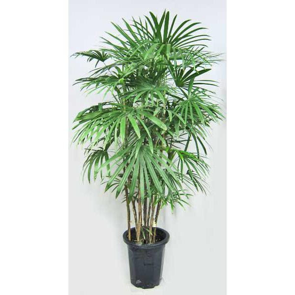 観葉植物 シュロチク シュロチク 棕櫚竹 棕櫚竹 しゅろちく 10号鉢 大型商品240 P インテリアグリーンのポトス