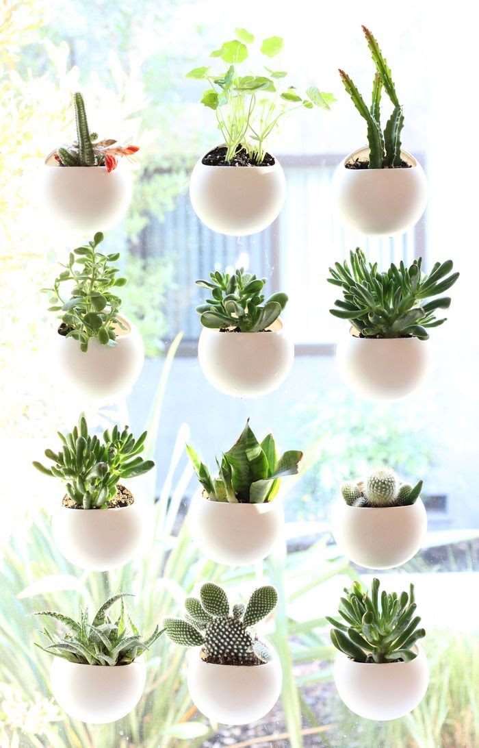 Newest 16+ Small Indoor Window Plants