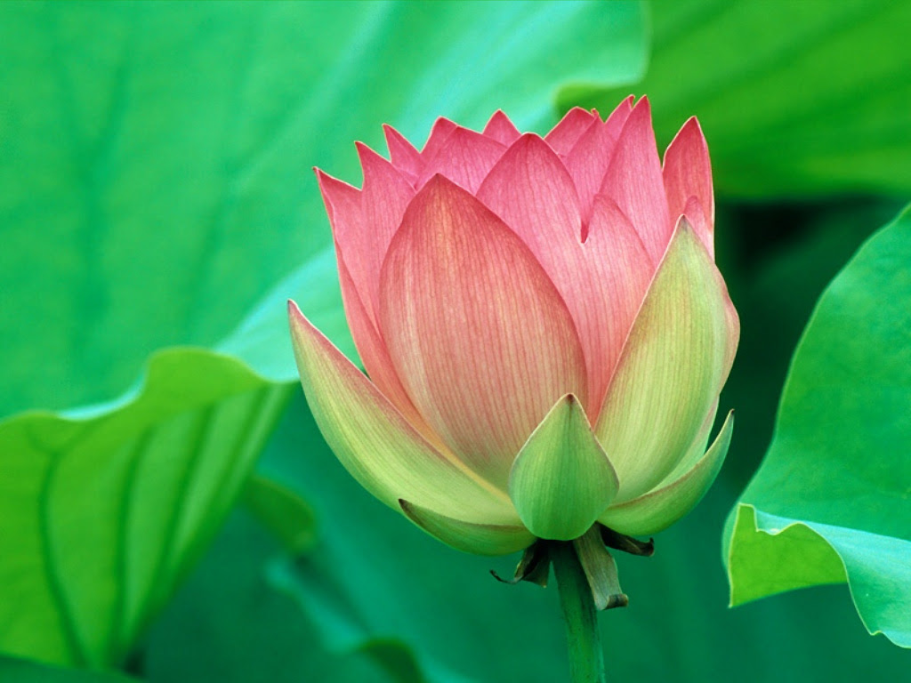 lotus Flowers Wallpaper Flower Backgrounds