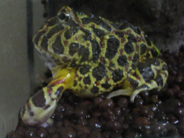 ツノガエルの足の長さと飼育ケージ ハバネロの蔵