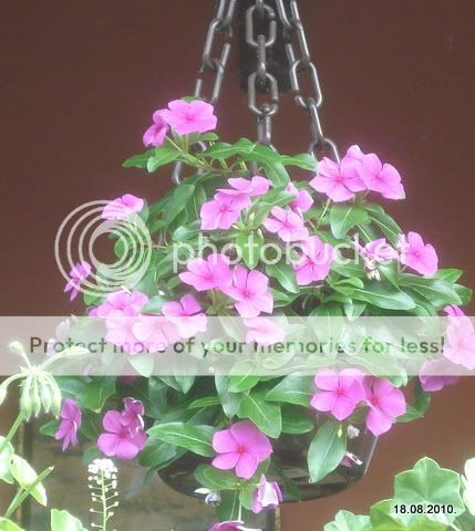 Svet Biljaka › Forums › BAŠTENSKE BILJKE › Baštenske ...