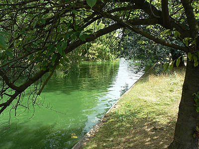 sous les arbres de Regent's park.jpg