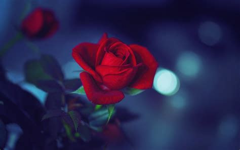 bright flowers background wallpaper