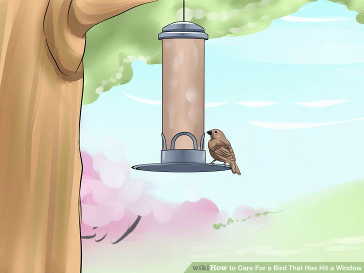 Care for a Bird That Has Hit a Window Step 10 Version 2.jpg