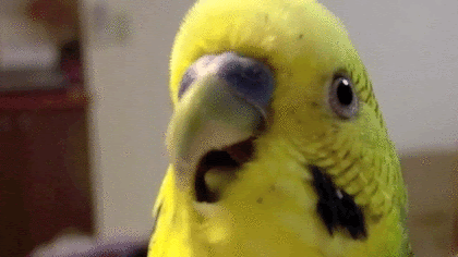 インコ好きが悶絶する可愛いgifアニメ 50枚 Surilog