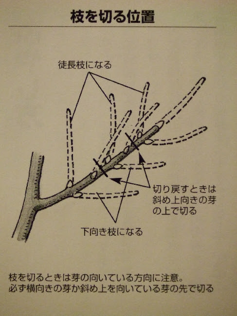 ハナミズキ 育て方の基本 整枝 剪定の基本