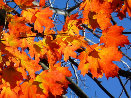 D298M, D298S, D278S - Bosch Security